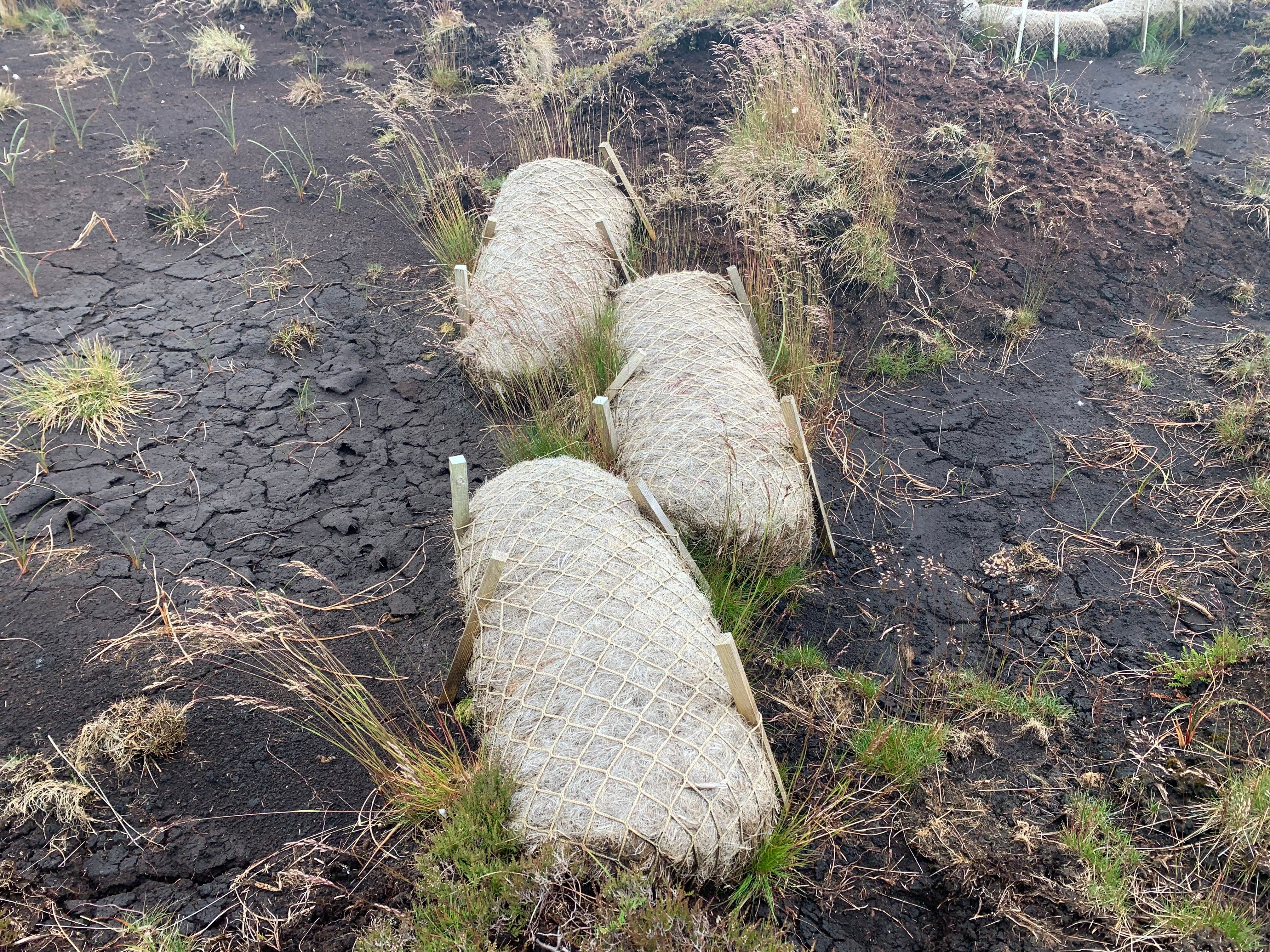 Conservationists use sacks filled with coconut husks to stop the bogs from losing moisture