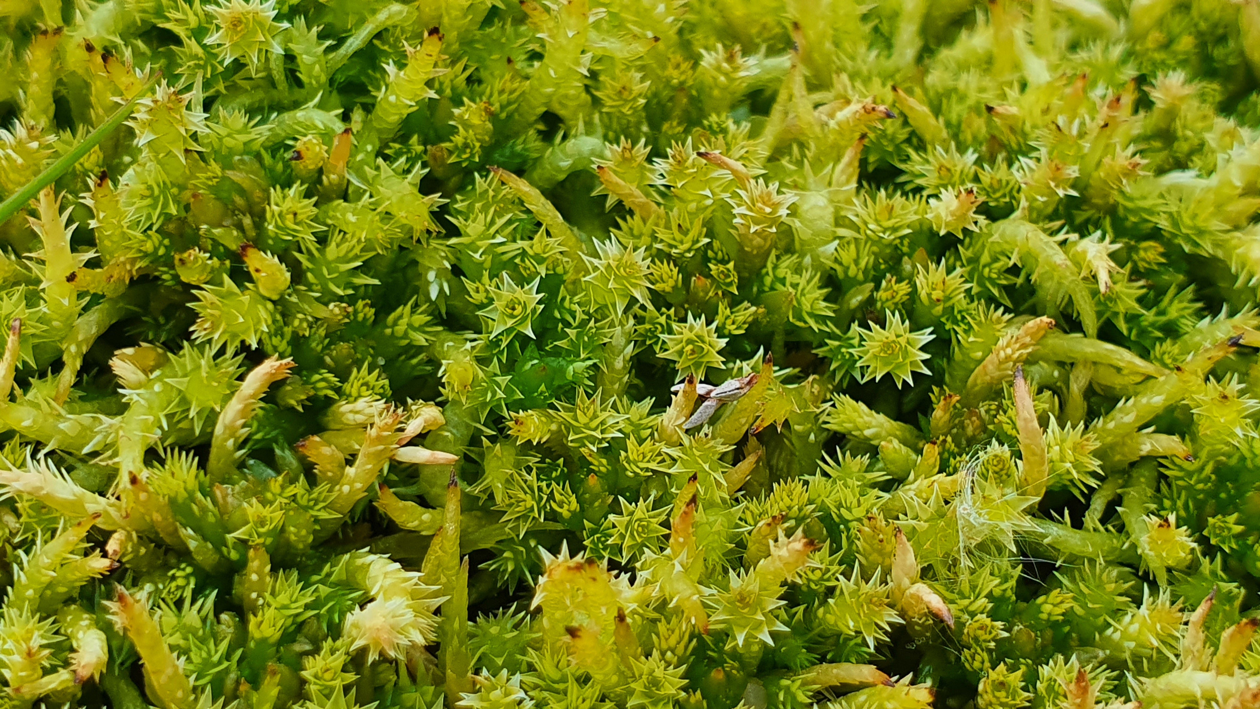 Sphagnum can hold 20 times its volume in water