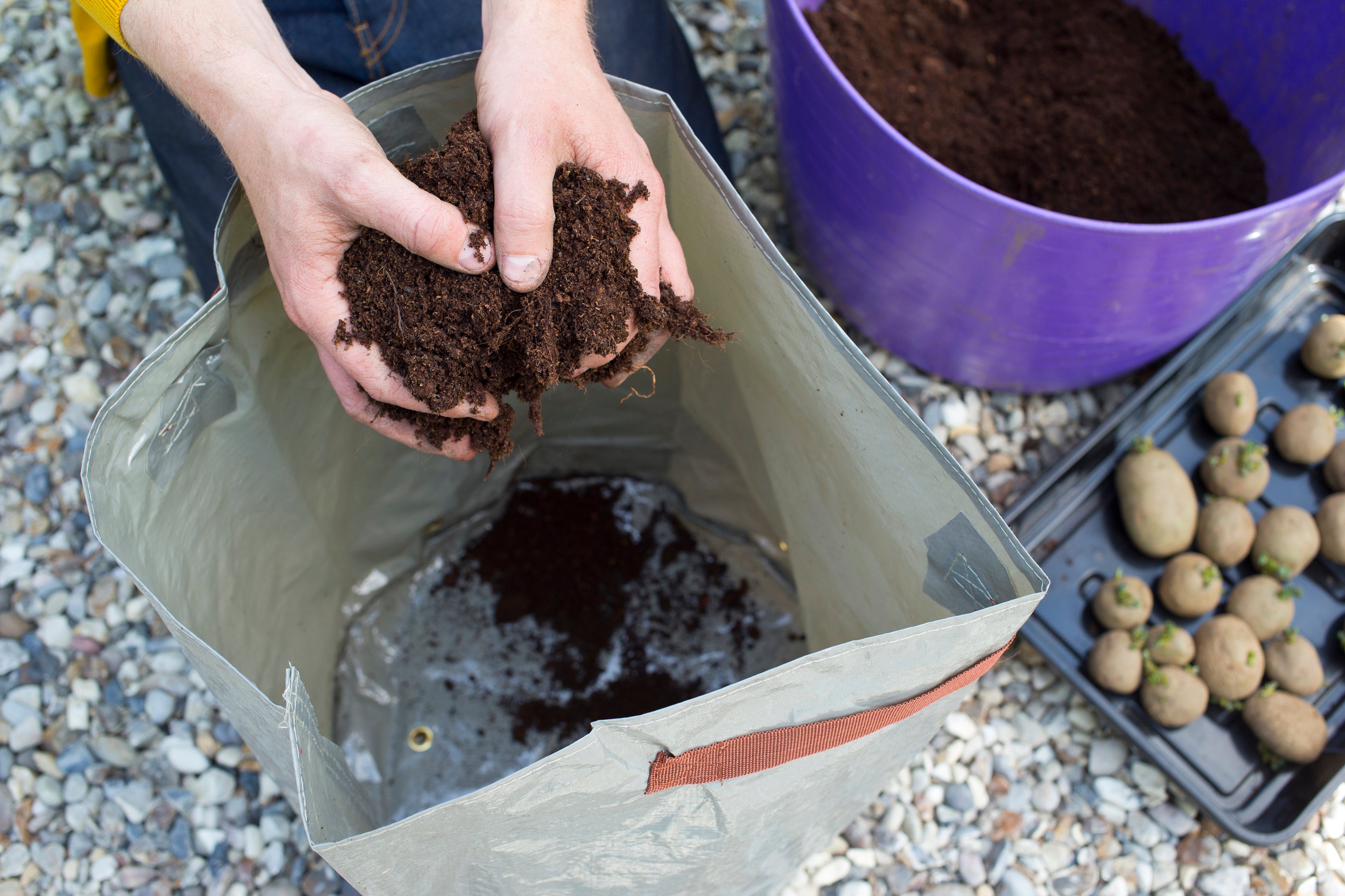 Potatoes are very easy to plant and grow quickly