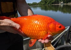 Giant goldfish and sewer alligators: Why releasing household pets into the wild is a very bad idea