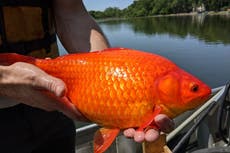 Football-sized goldfish take over lake after decades of people dumping unwanted pet fish