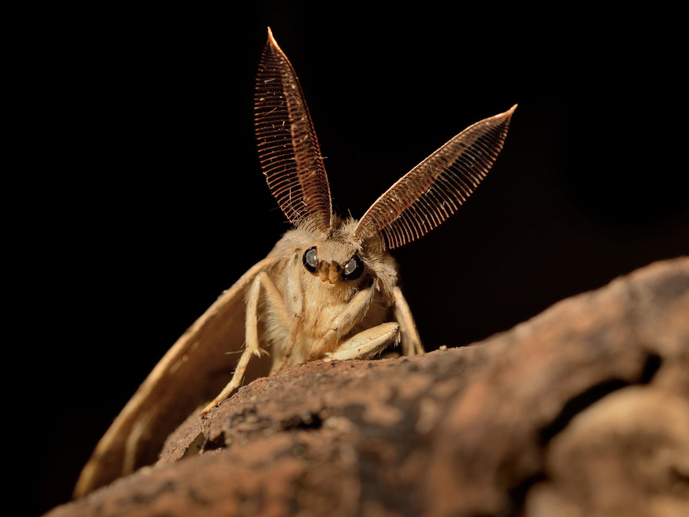 Experts have decided to change the name of gypsy moths