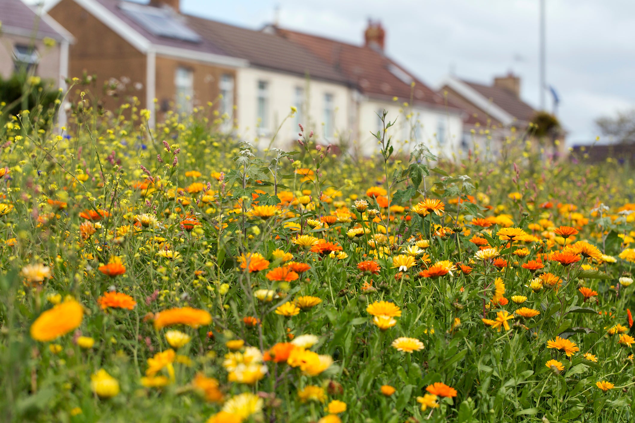 A wildflower garden is a beautiful thing