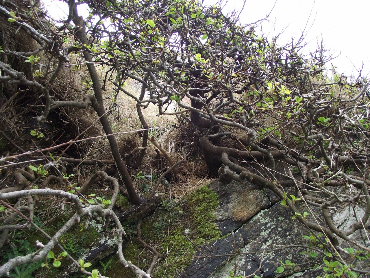 The tree is less than eight feet tall, and is believed to have regenerated many of its main branches, making it difficult to age