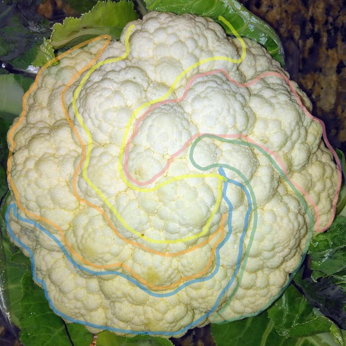 Five clockwise spirals of similar florets on a cauliflower.