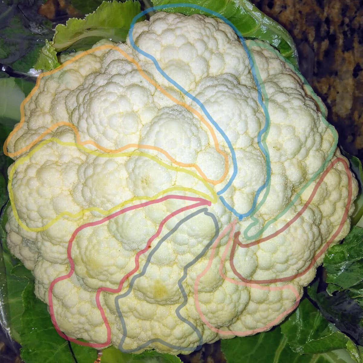 Eight anticlockwise spirals on the same cauliflower as above