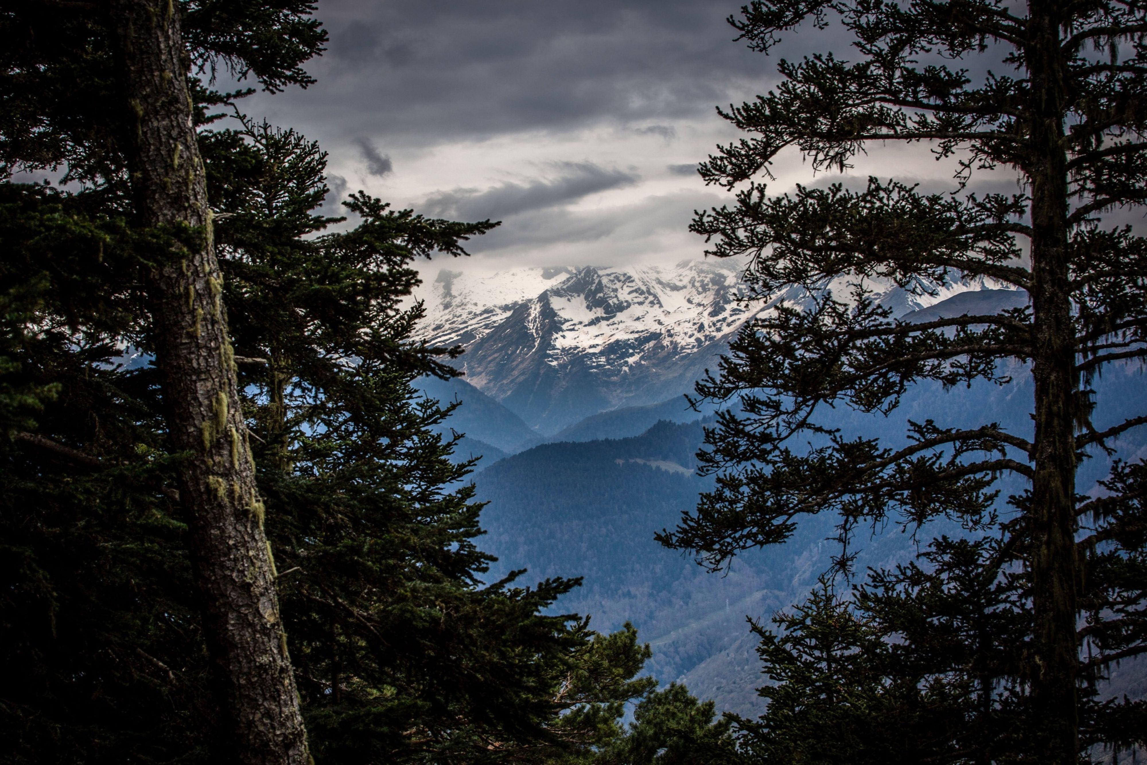 A snow-capped mountain range beyond a forest in the Aran Valley near Les