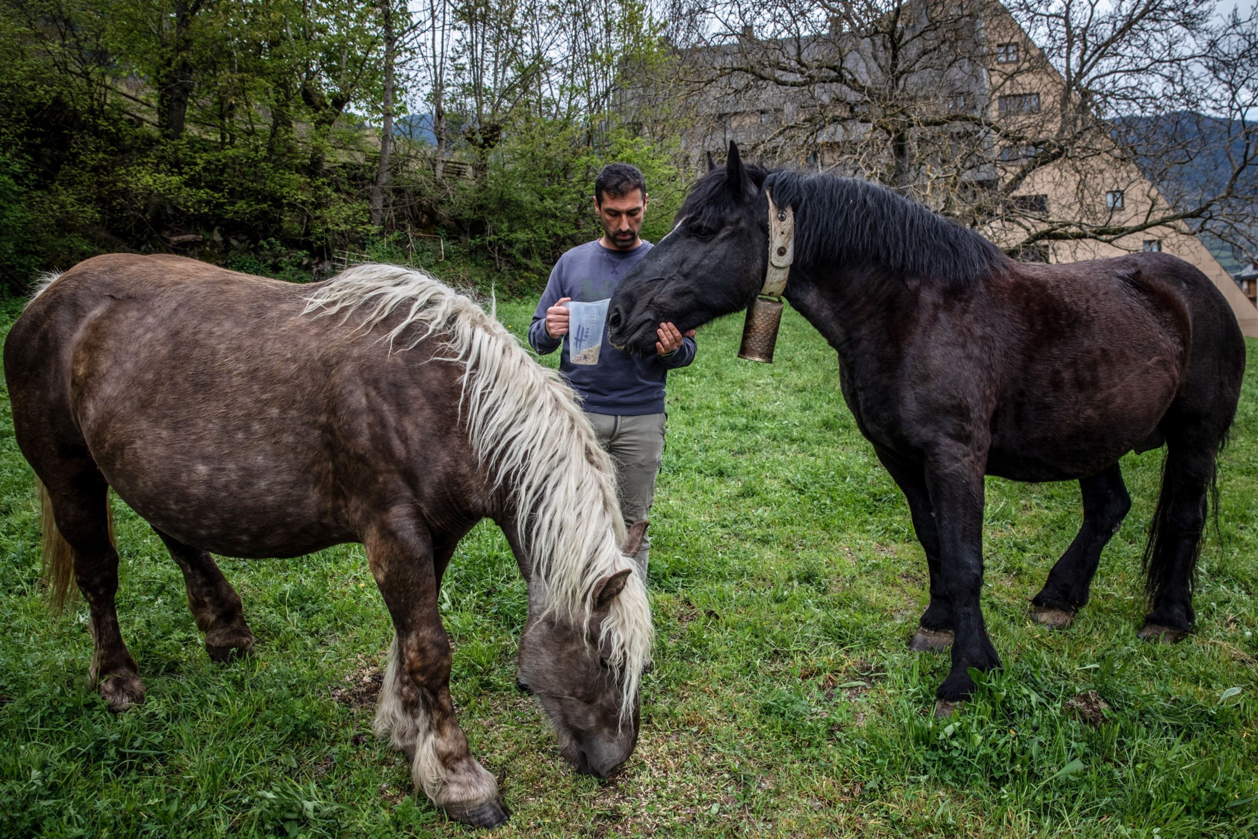 Marc Cuny feeds two of his mares at a field near Vielha