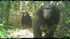 First lethal attacks by chimpanzees on gorillas in the wild observed