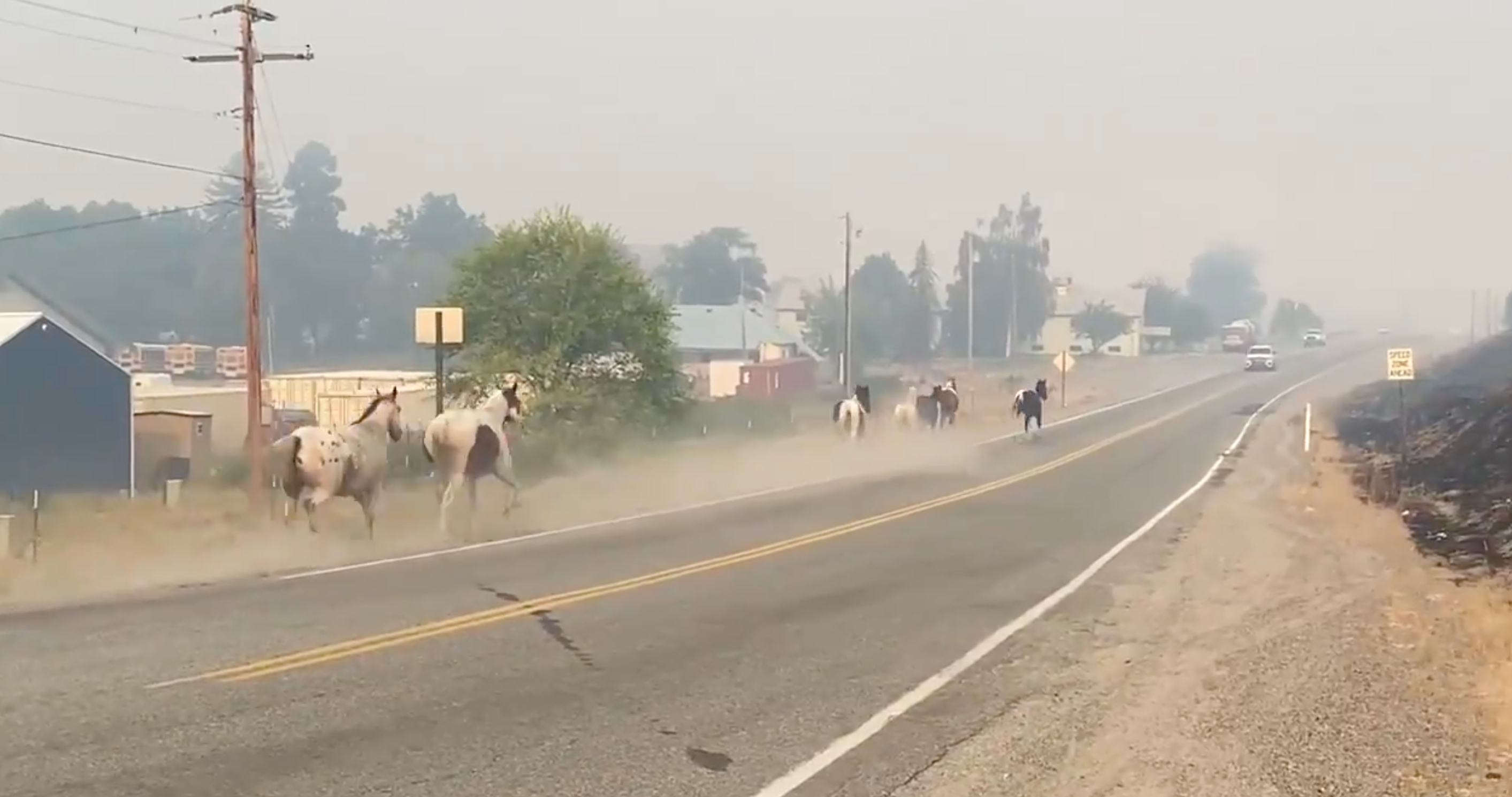 Horses flee the intensifying wildfires in Washington state