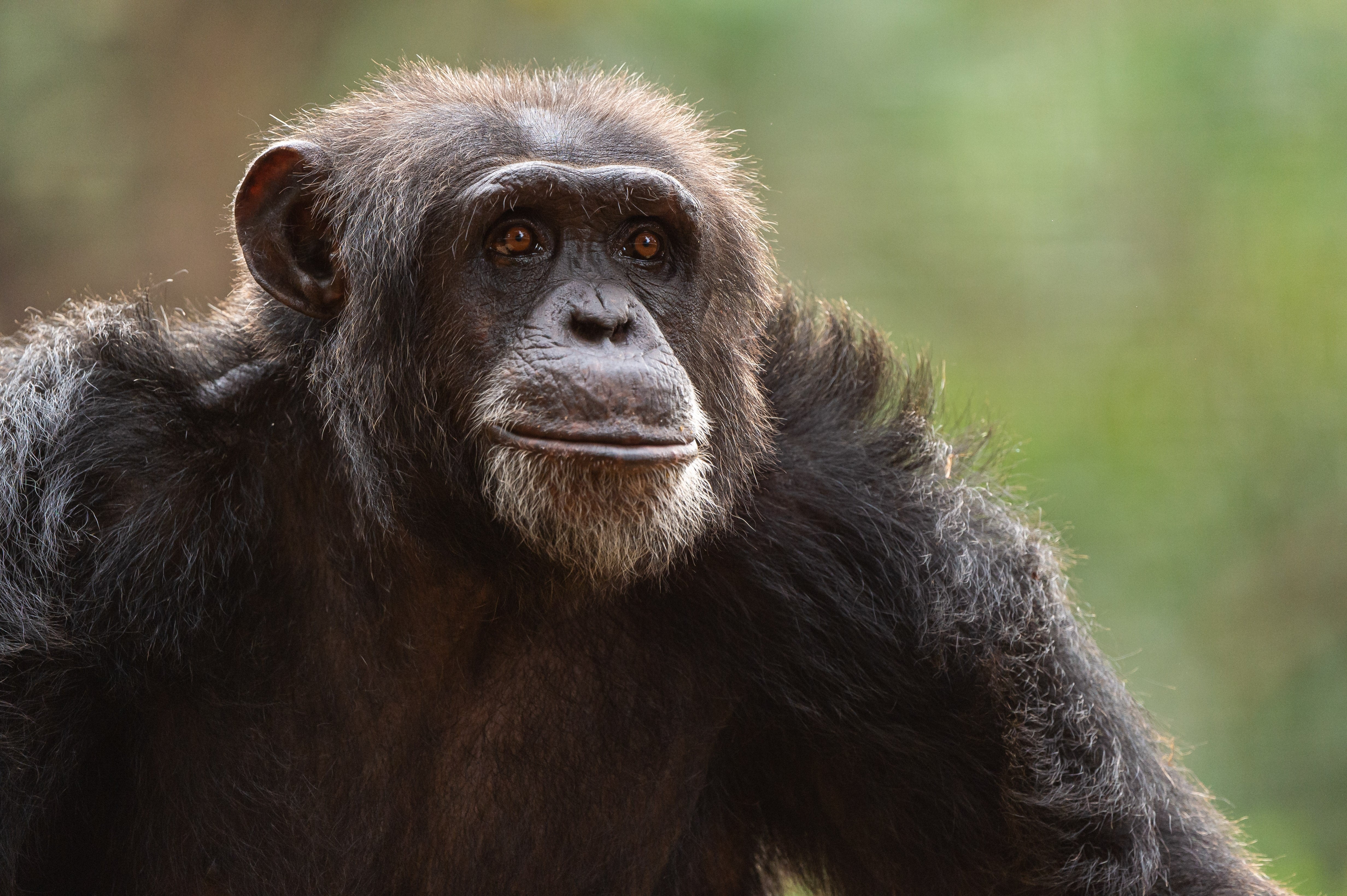 One of the residents at Tacugama (Renato Granieri/PA)