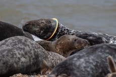 Seal freed from plastic ring around its head released back into wild