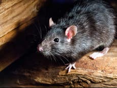 Two cases of rare rat-borne Lassa fever found in UK 