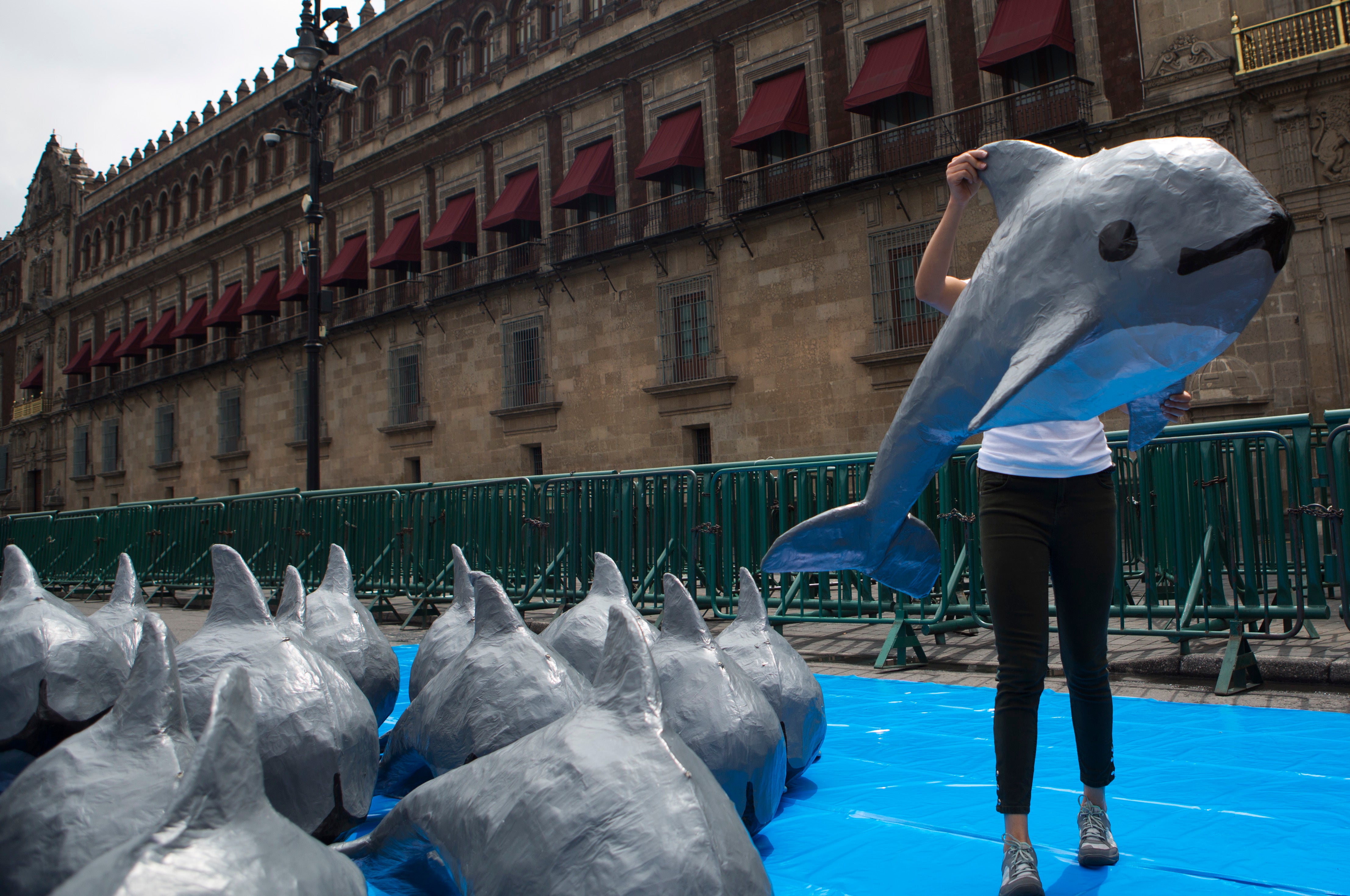 Mexico Endangered Porpoise