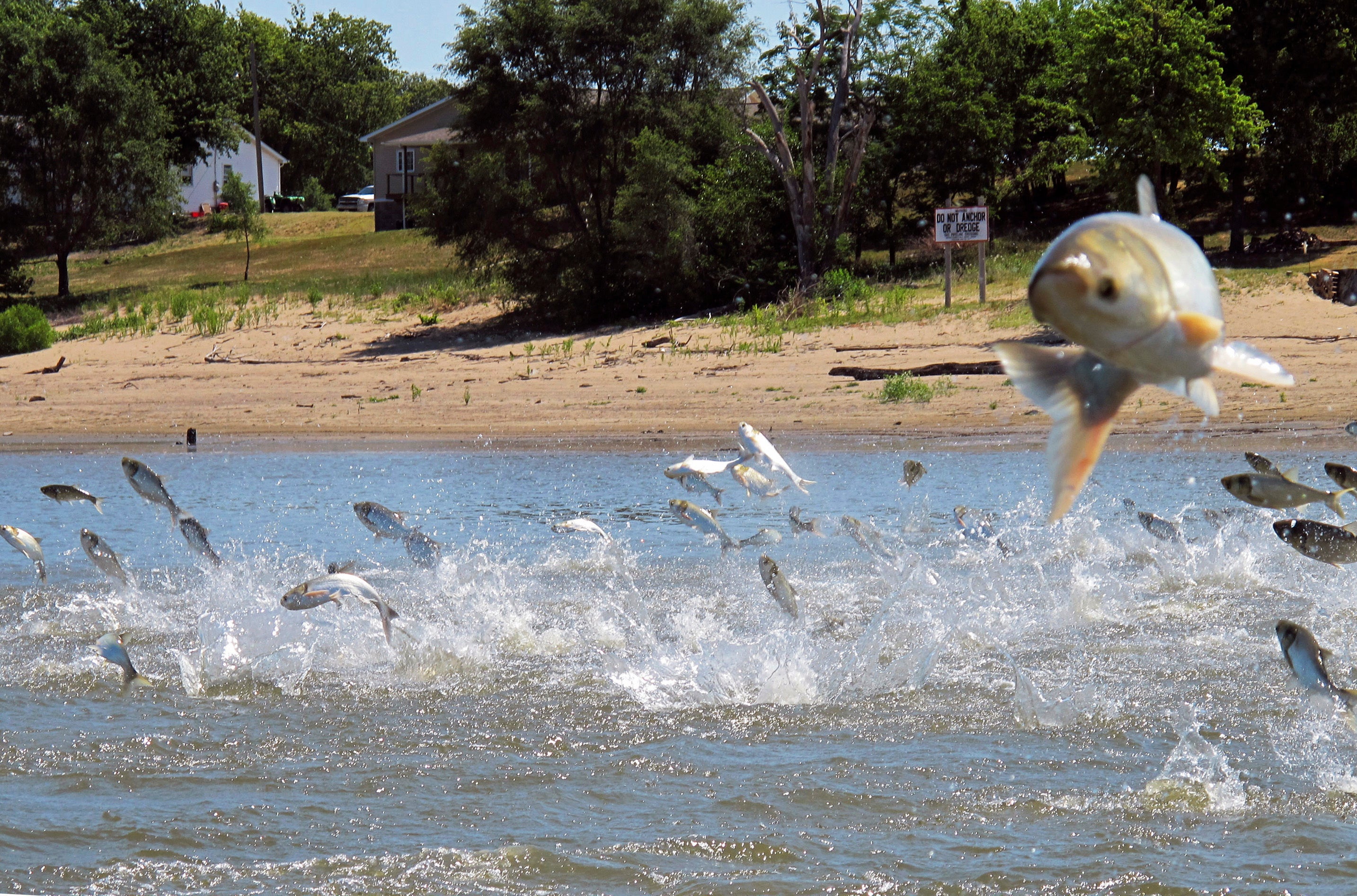 The study found that invasive fish such as Asian silver carp and crustaceans such as American signal crayfish significantly reduced the abundance of other important organisms in lakes and degrade water quality