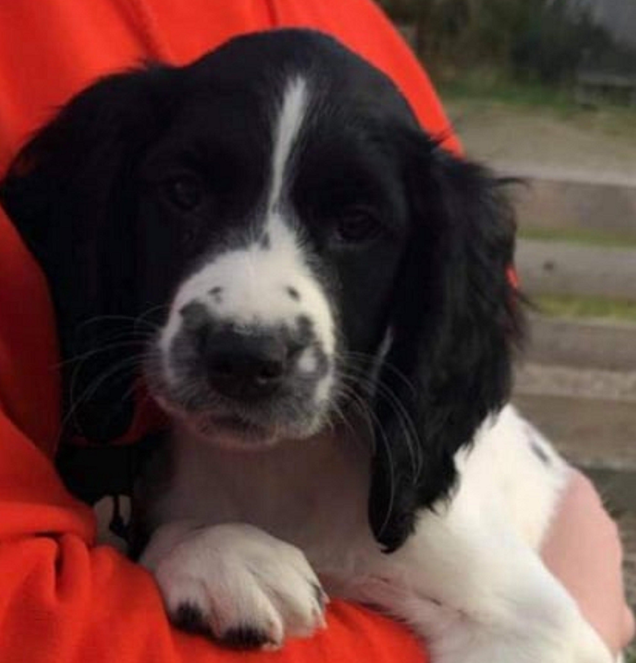 Three-year-old female springer spaniel Trigger, who has been stolen along with another dog from kennels at a property in the Scottish Highlands