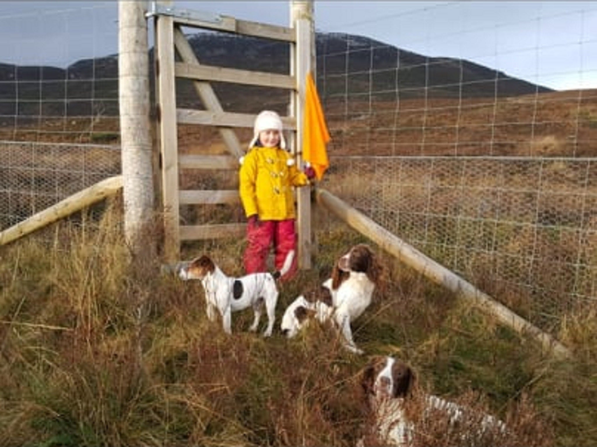 Laura Meilandt Jessen’s daughter Holly pictured with 11-year-old springer spaniel Maggie (front) who has been stolen from kennels in the Scottish Highlands along with another springer spaniel