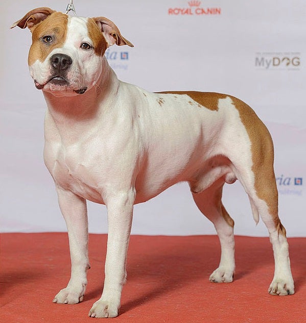 American Staffies are some of the most popular dogs that people keep as pets in NSW