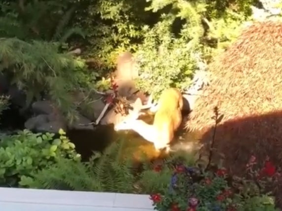 A deer was spotted cooling down in a pool in Sammamish, a suburb of Seattle