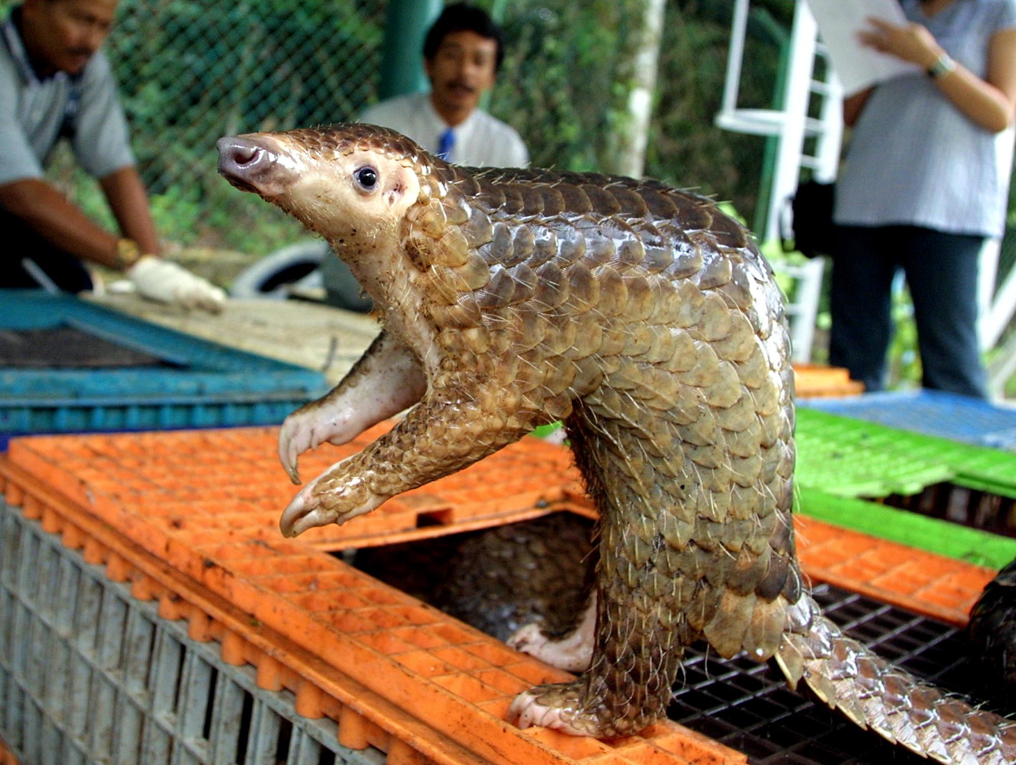 ‘Some of the trafficking involves pangolins, sea turtles, a big target is shark fin, hard woods, and other one is the trade in giant clams’