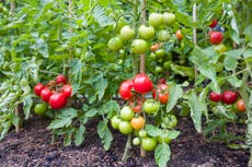 UK tomato and cucumber farmers shut down production over energy crisis and labour shortages