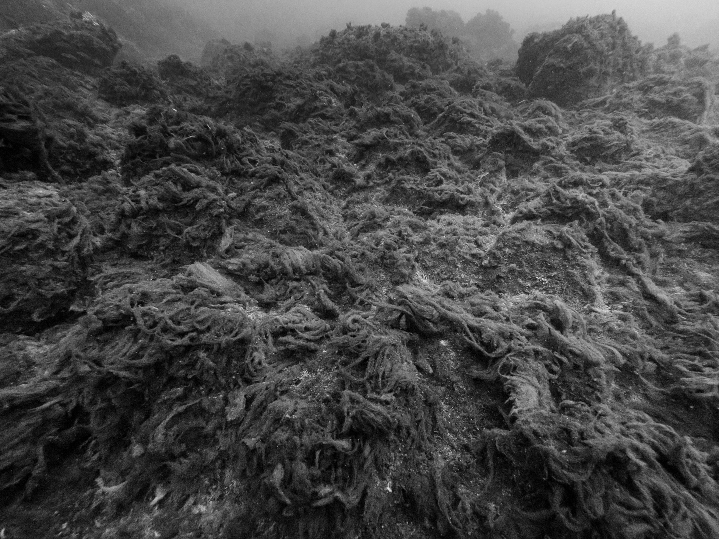 High carbon dioxide levels turn seabeds into a mat of slimy algae that smothers life