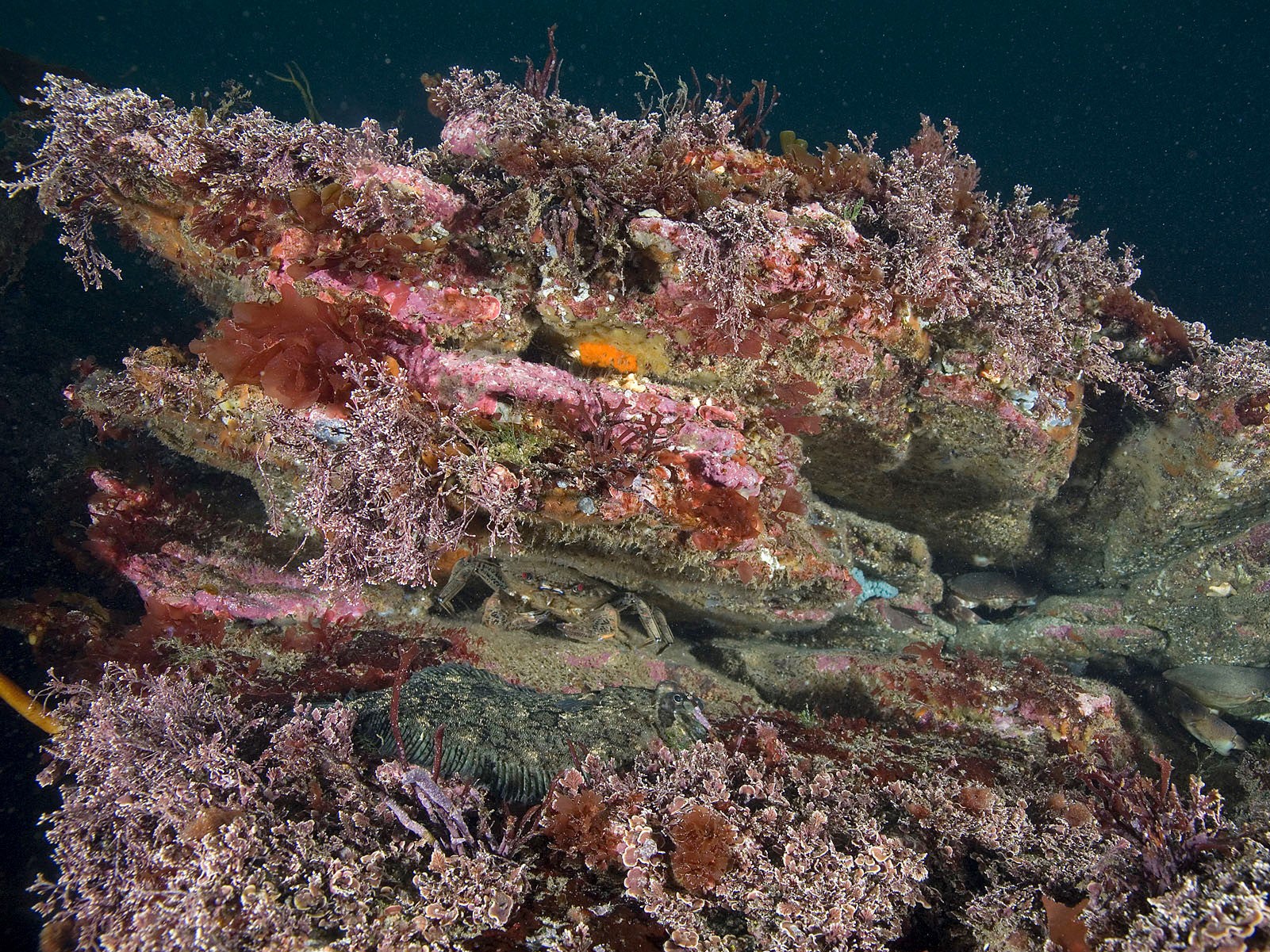 The diversity of coral species declined as the CO2 increased, reducing the ecosystem “services” they provide