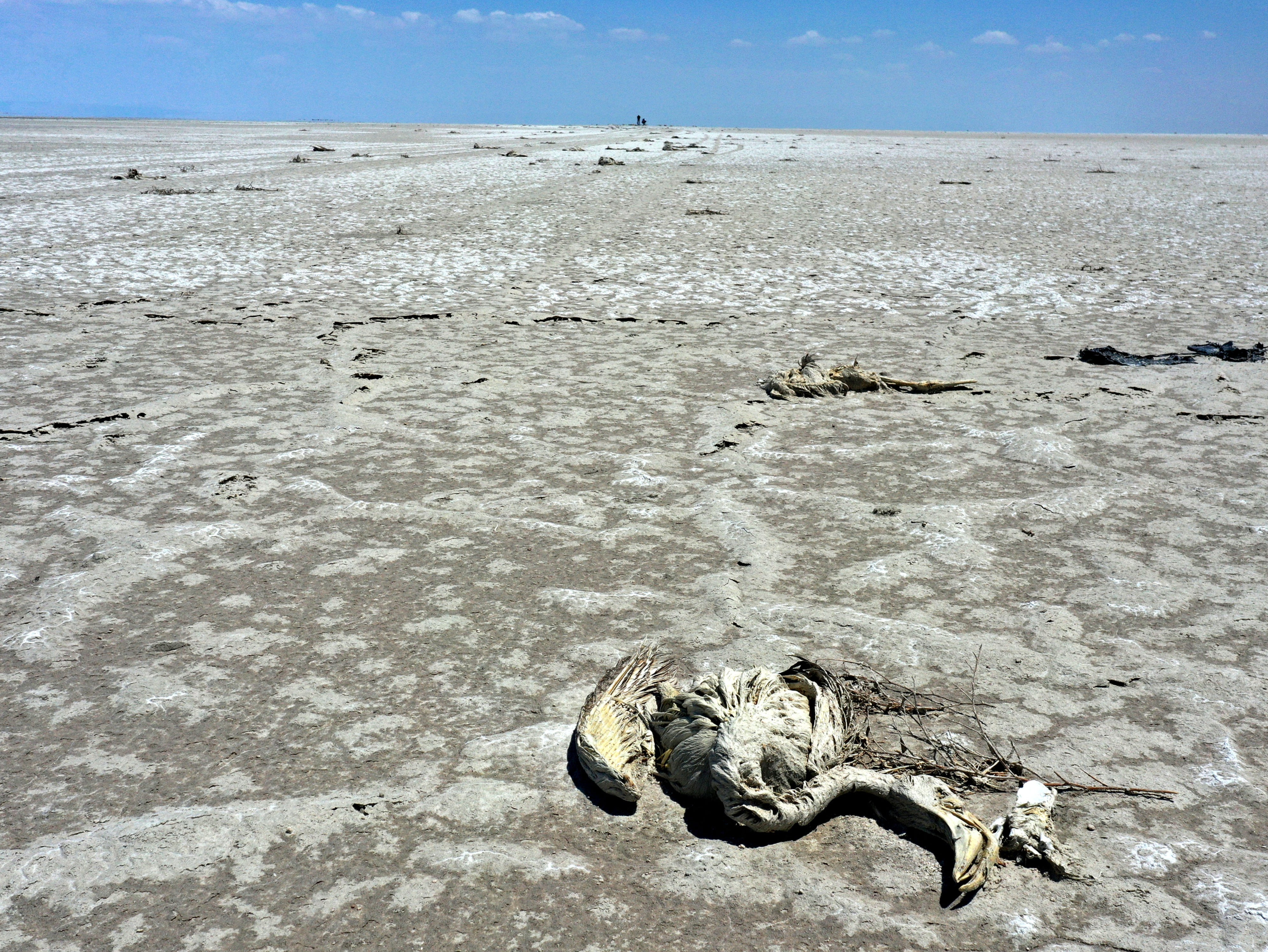 Chicks were found buried by mud