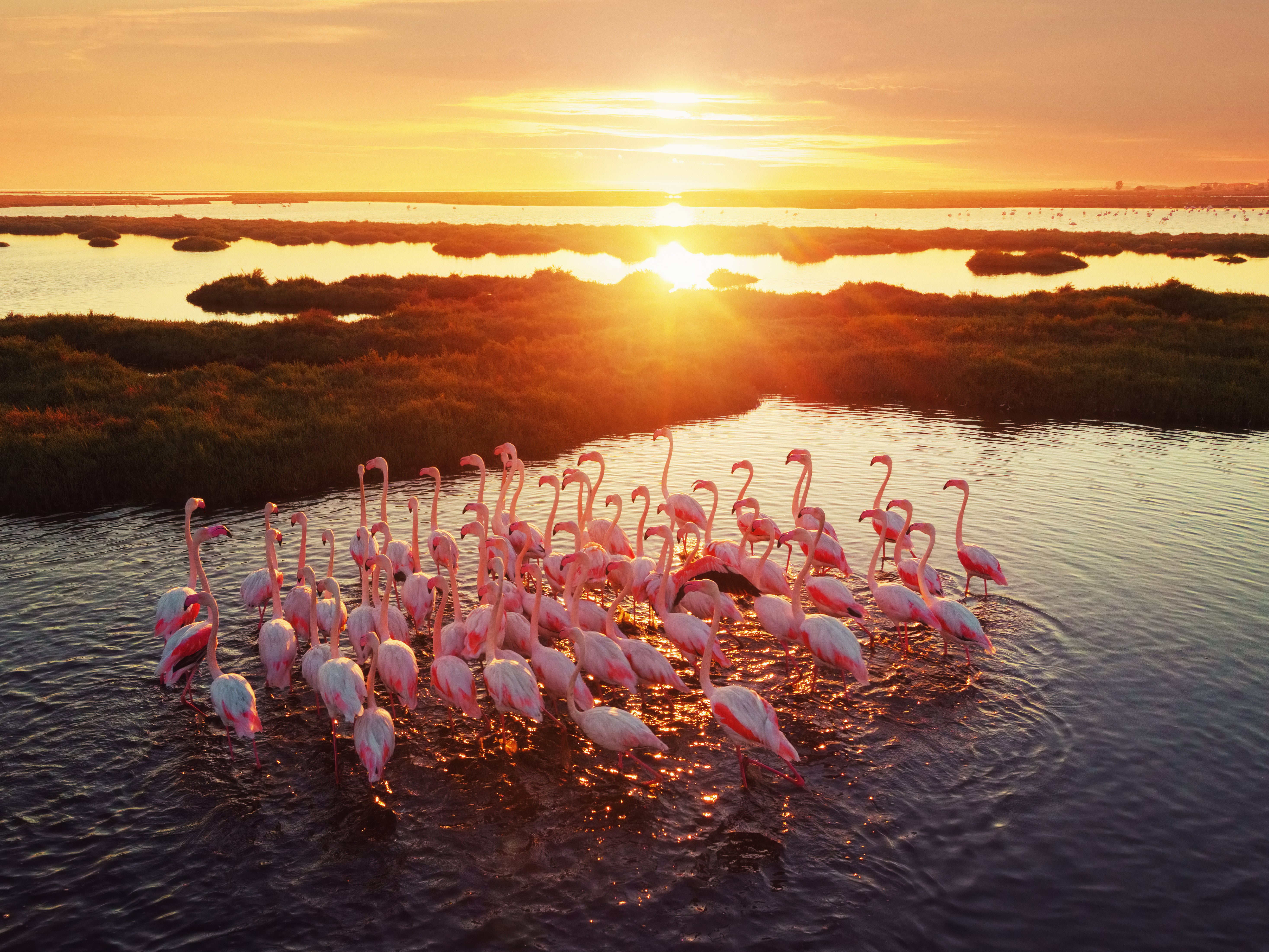 Turkey is a big nesting ground for flamingos