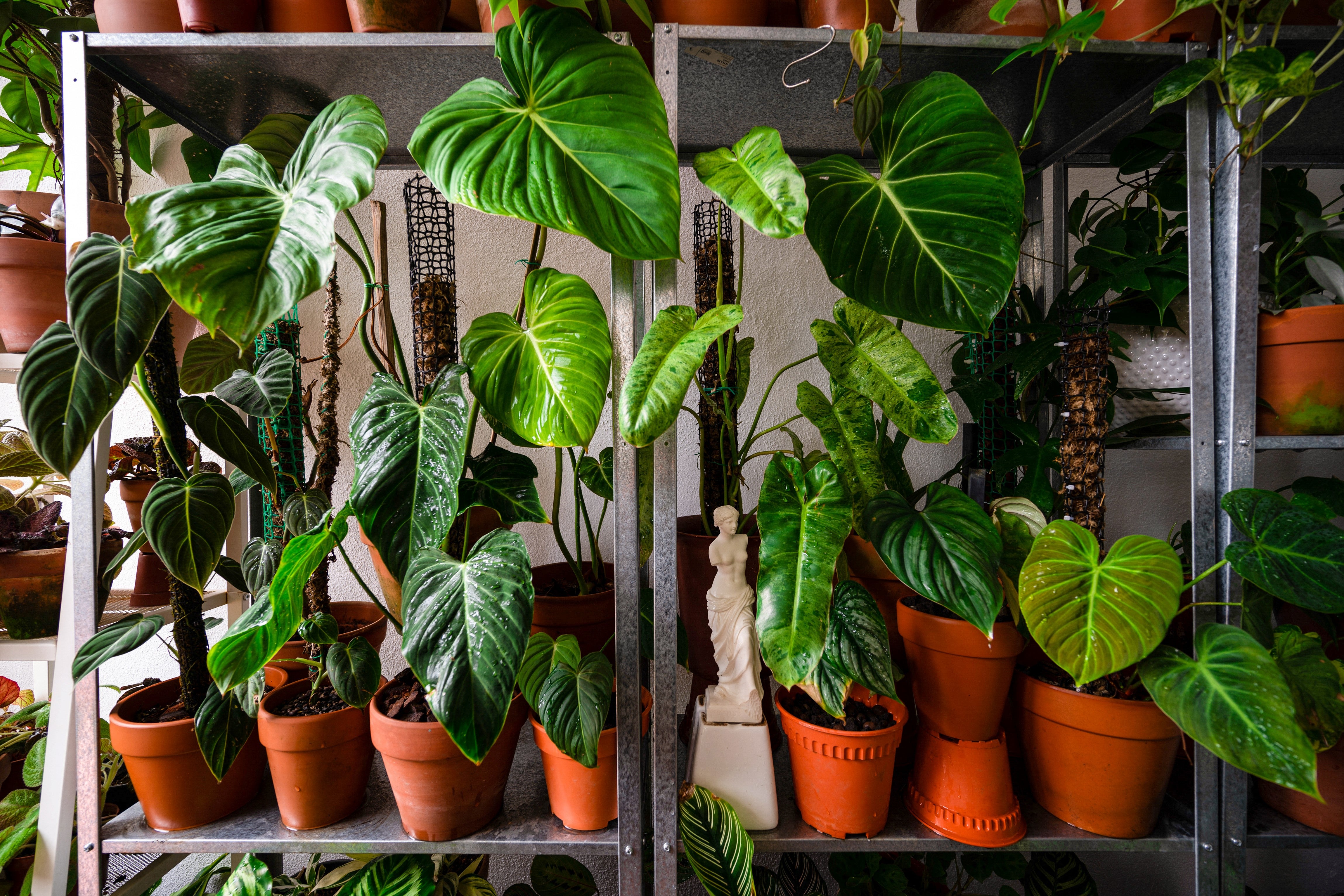 Houseplants are particularly popular with those aged 18 to 24