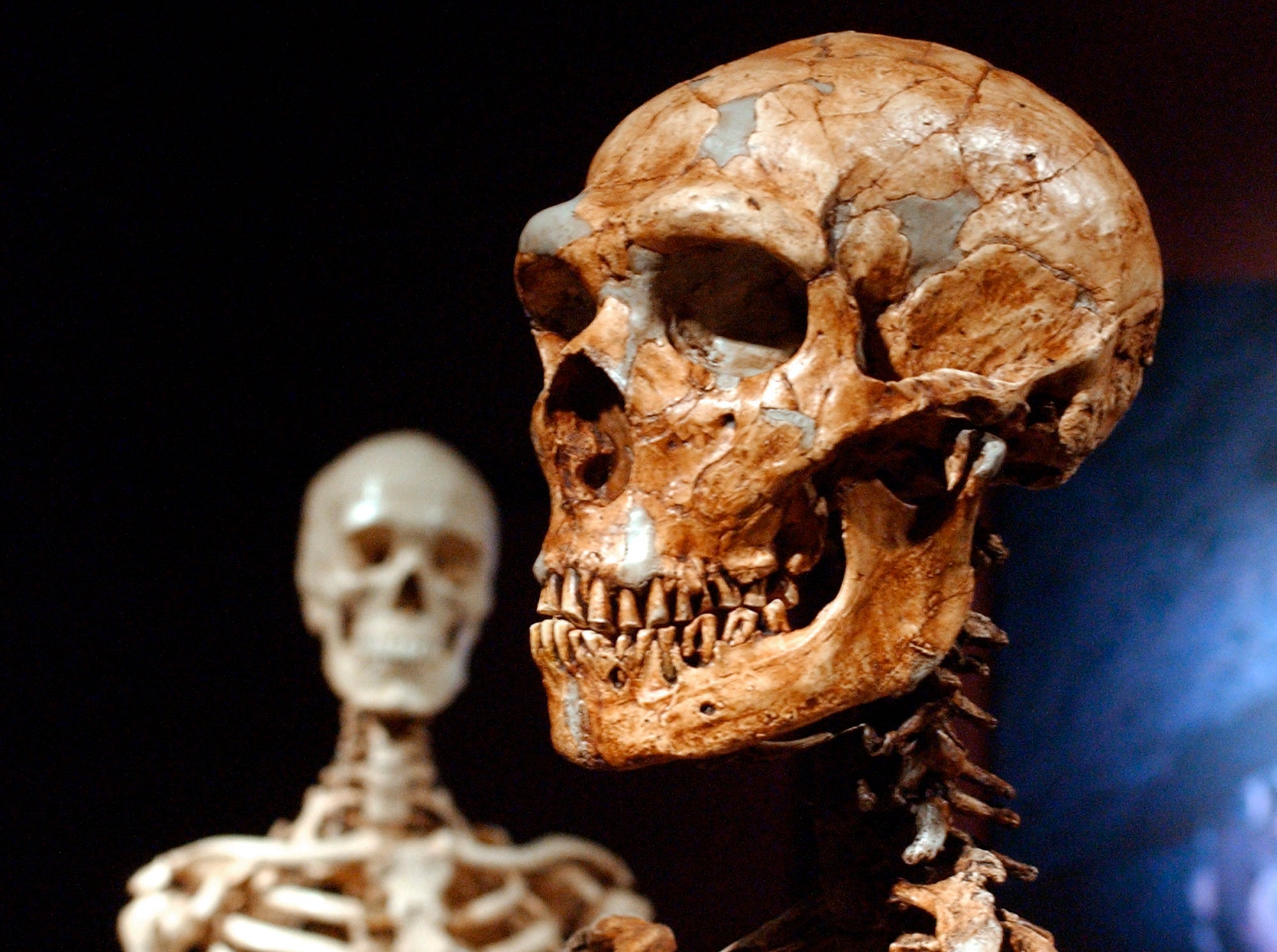 A reconstructed neanderthal skeleton