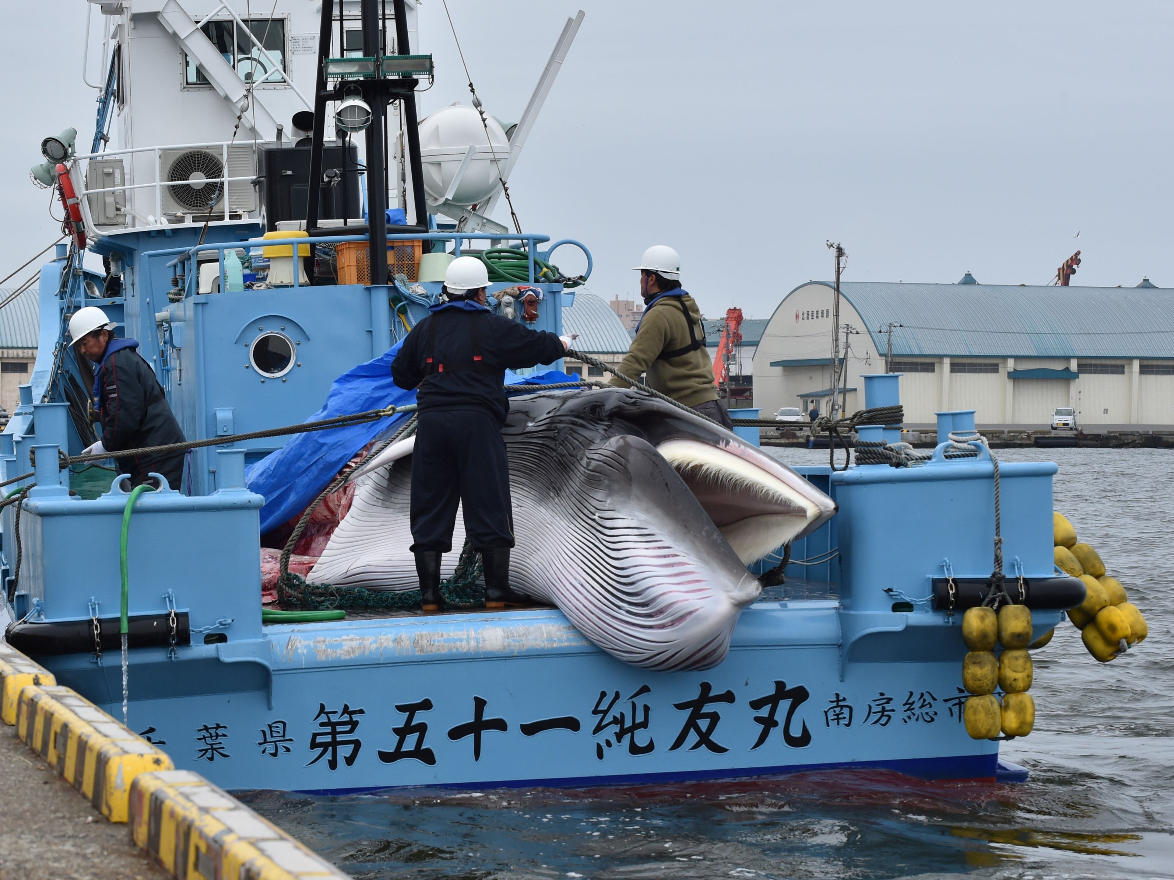 Overfishing has pushed whale populations to the brink of extinction