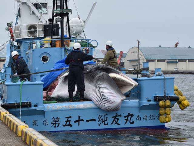 <p>Overfishing has pushed whale populations to the brink of extinction</p>