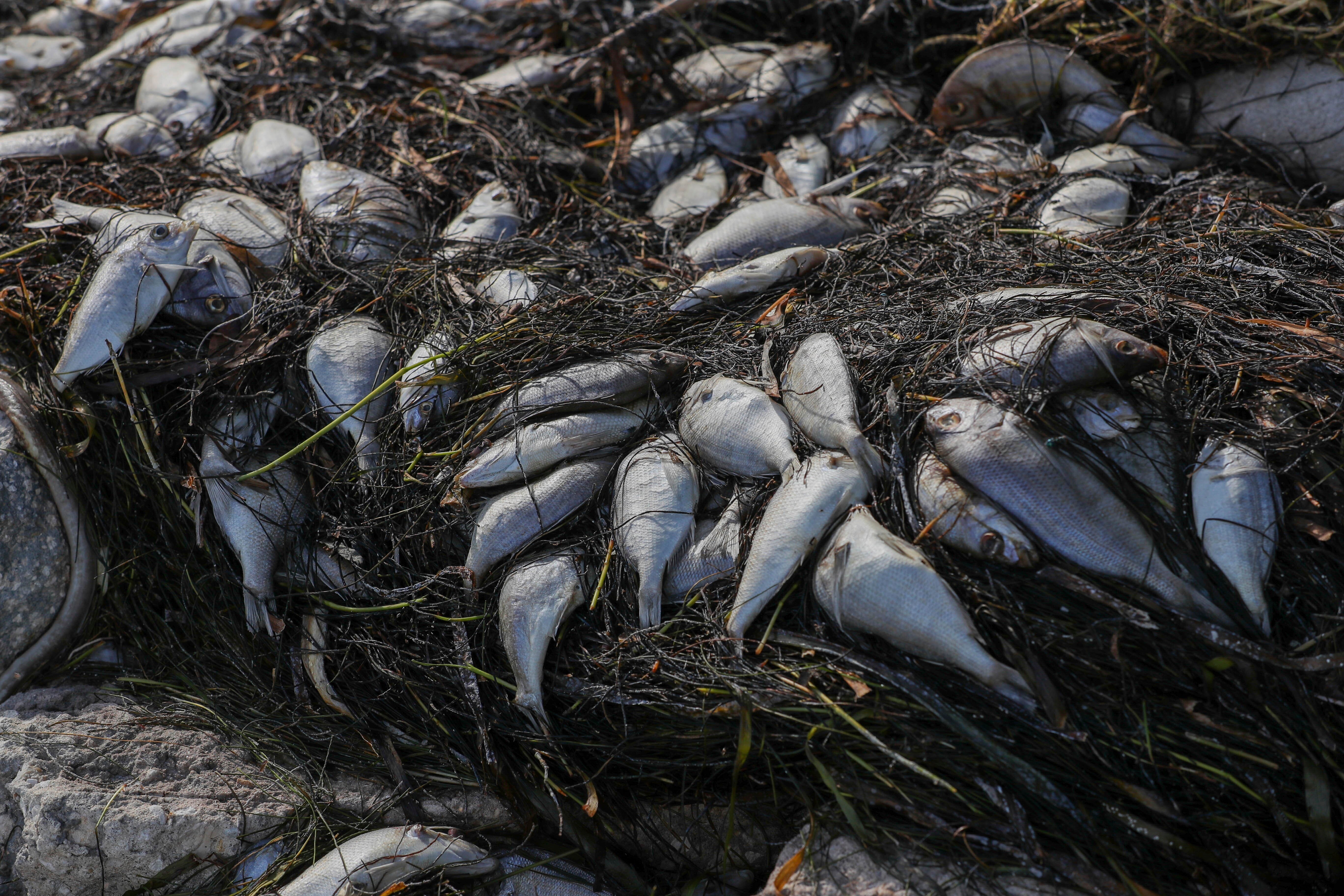 Red Tide-Florida