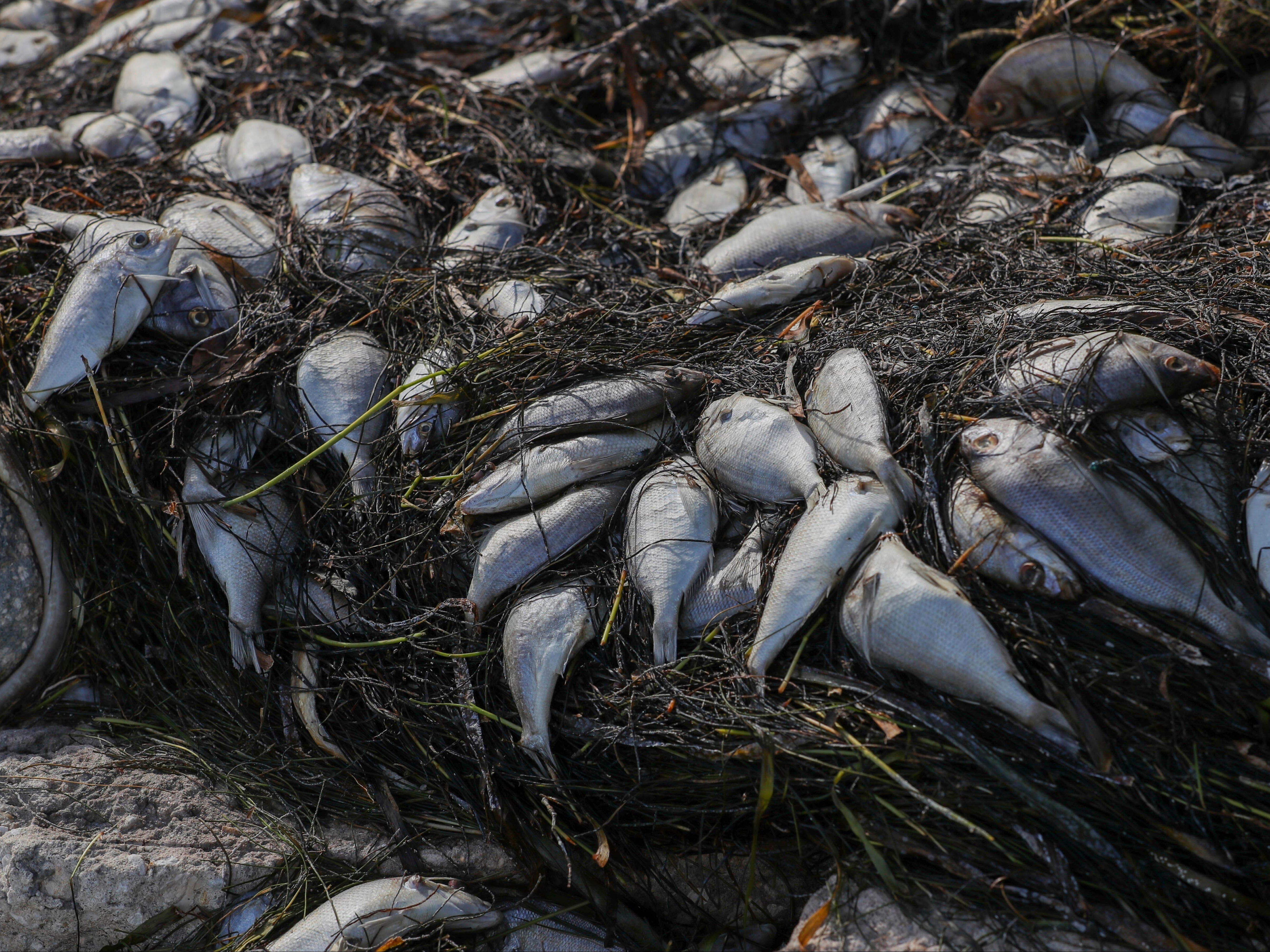 Fish washed up in St Petersburg, Florida