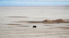 ‘We’re on the doorstep of a catastrophe’: America’s ‘Dead Sea’ is drying up and releasing arsenic into the air