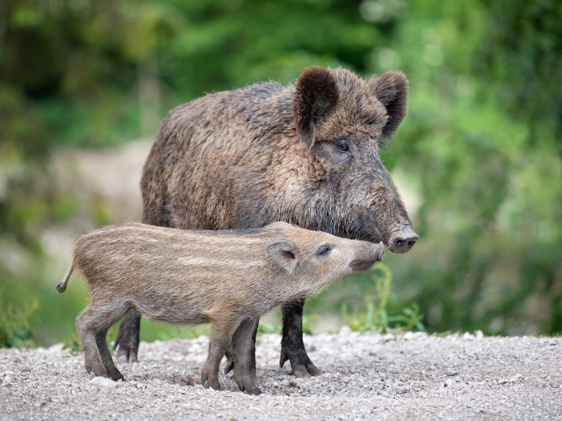 A wild boar with its piglet - known in the UK as ‘humbugs’ due to their stripes which resemble the boiled sweets of the same name