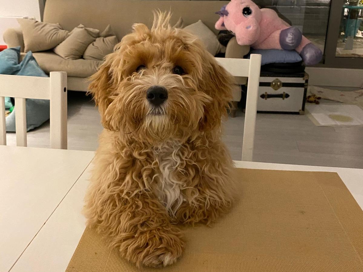 Alfie sits at the dining table