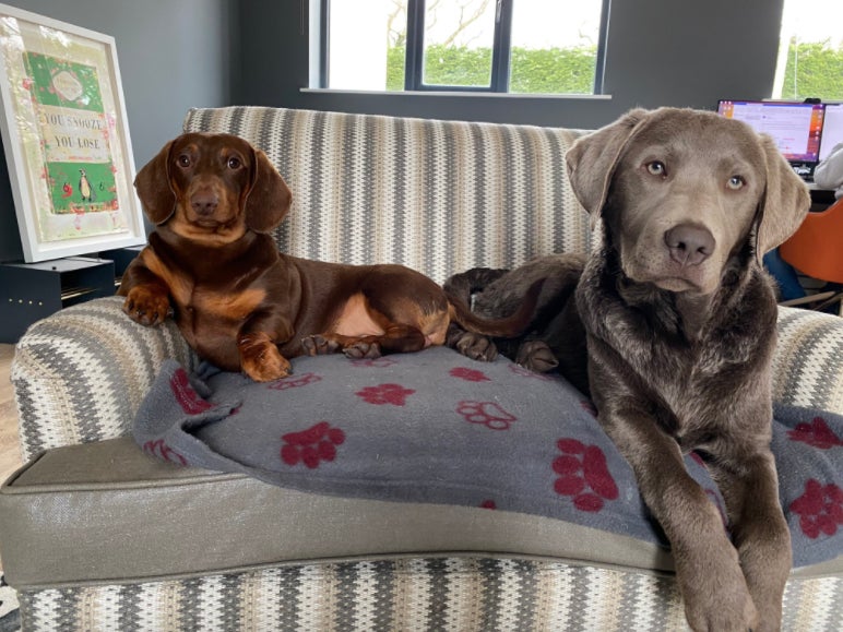 Frankie (left), the dachsund, and Ralph, the silver labrador