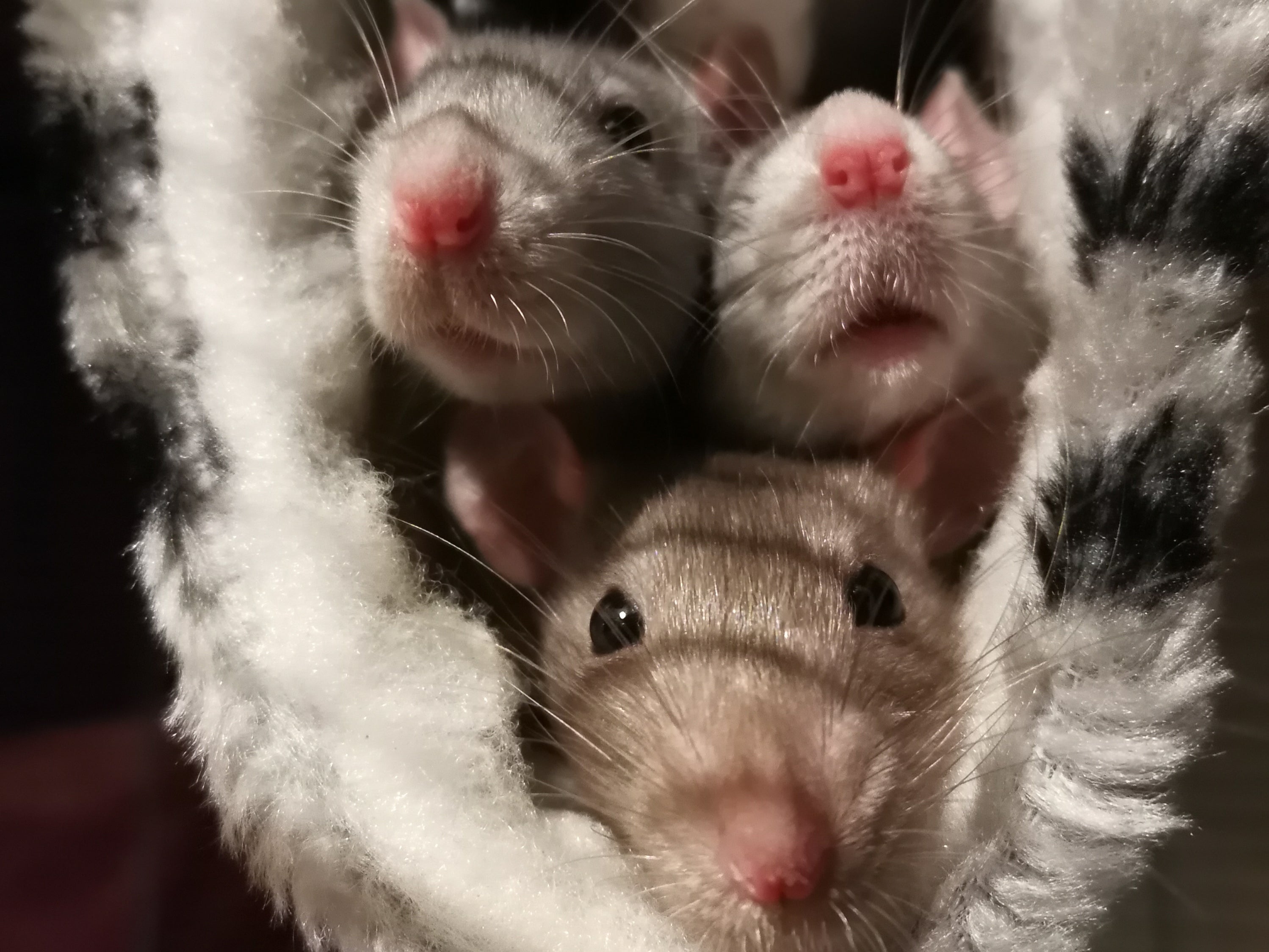 Blossom, Bubbles and Buttercup the rat sisters