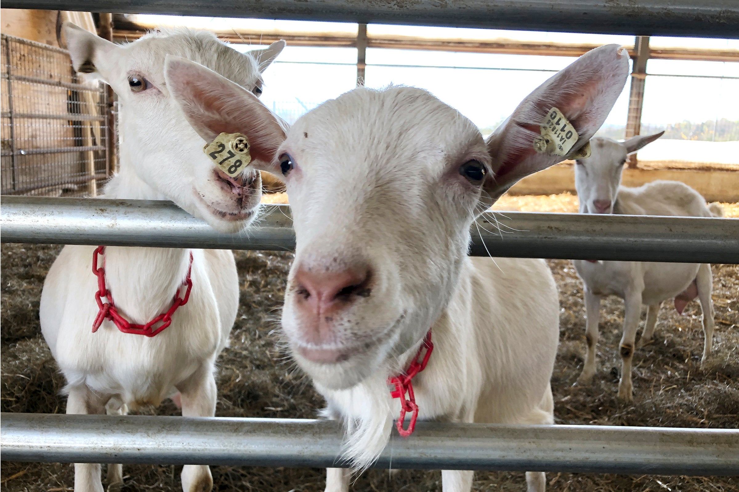 Dairy Goat Farming