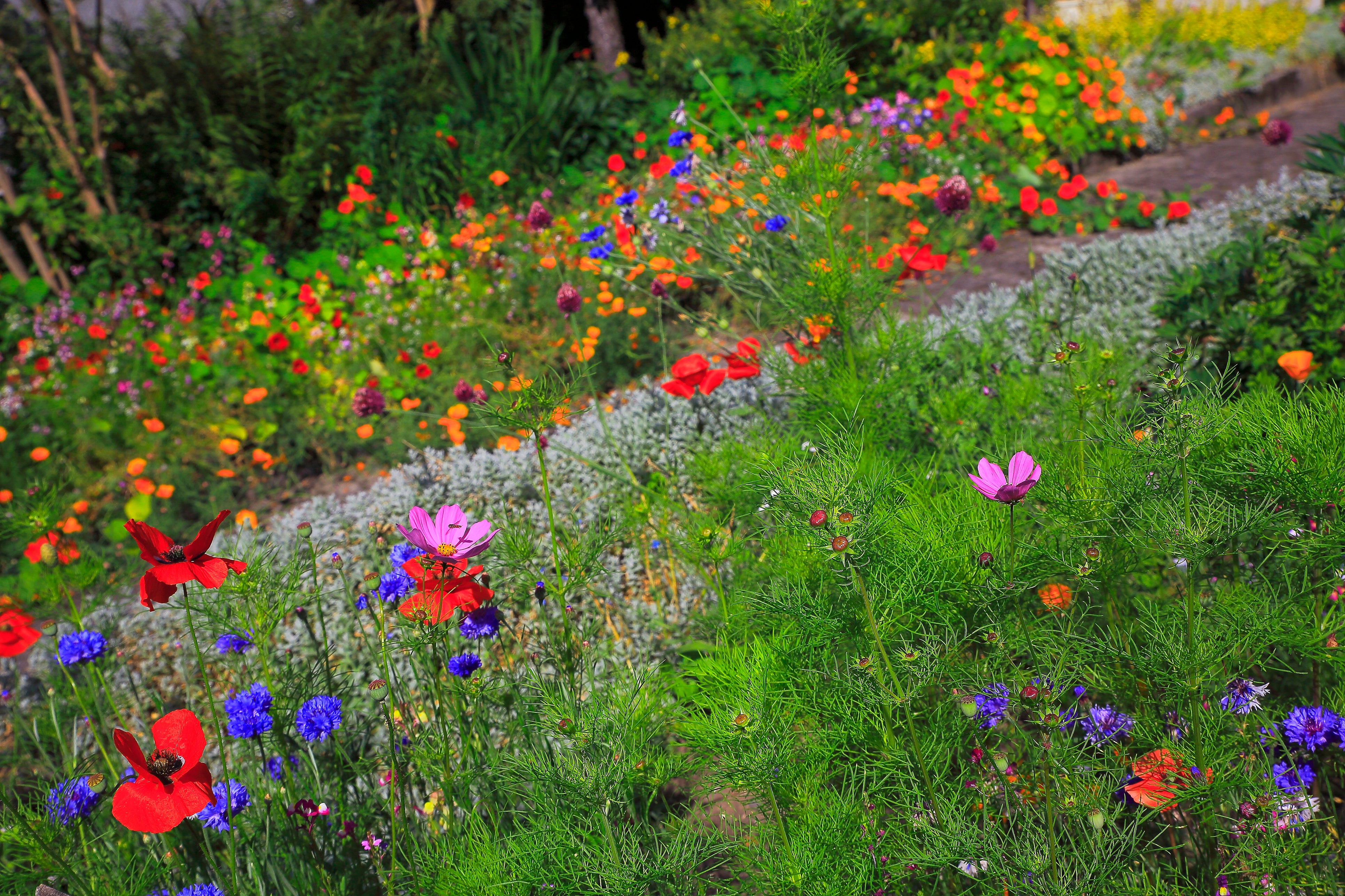 A patch of wildflowers is perfect for pollinators