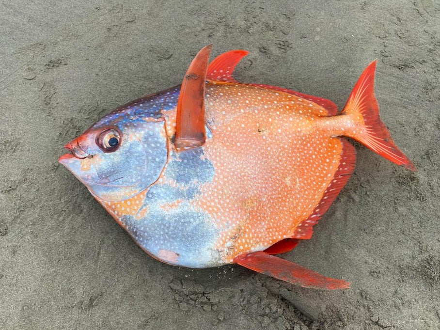 An opah fish that washed up in Seaside, Oregon, last week