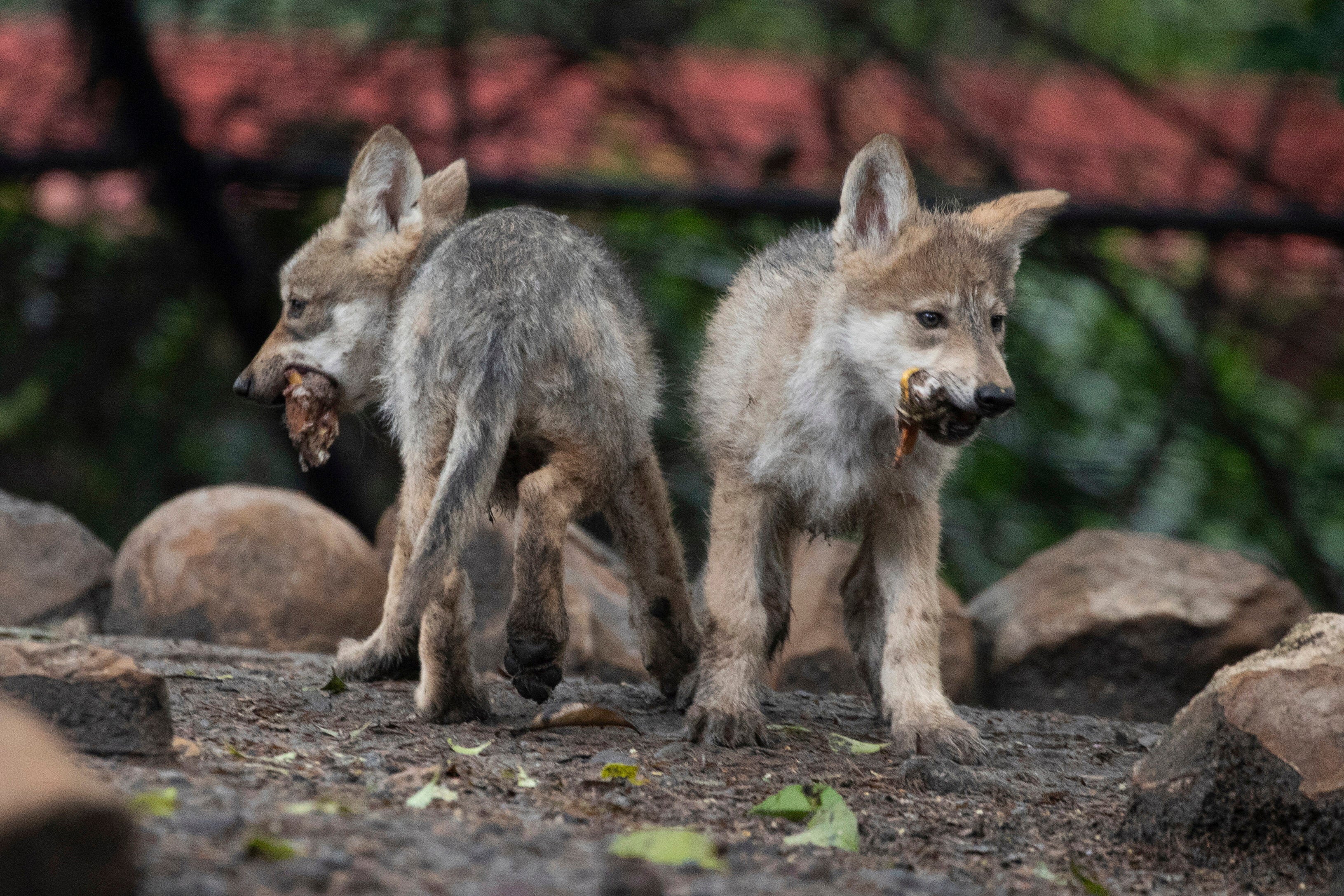 Mexico Wolves