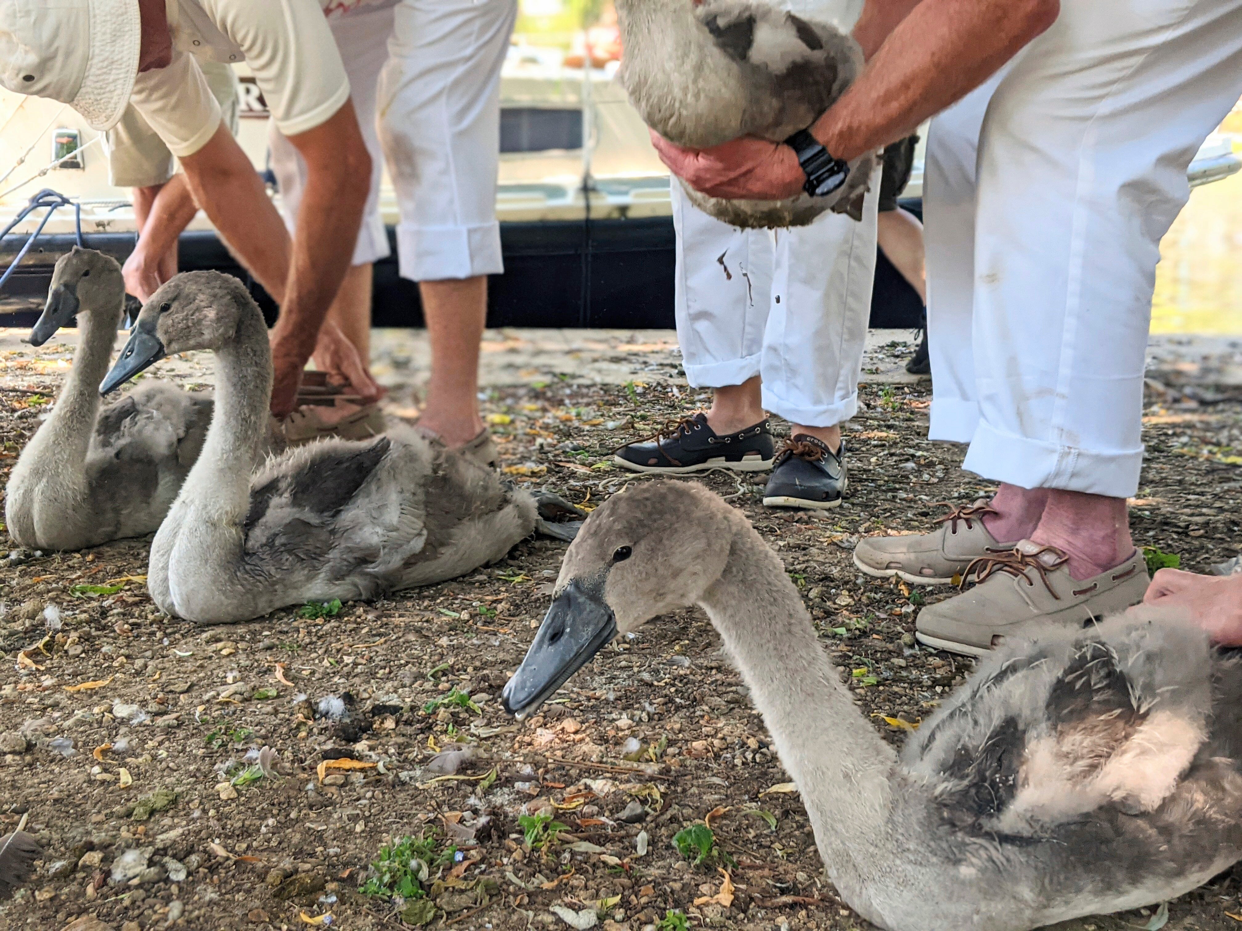 Britain Swan Count