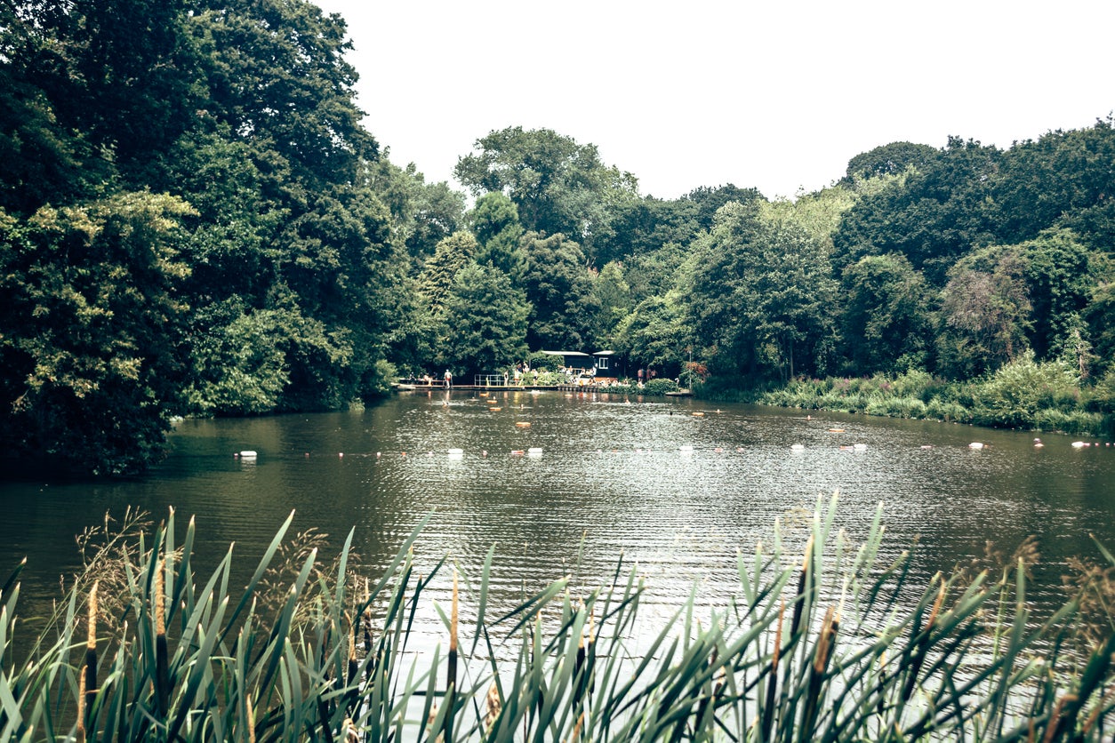 Wild swimmers can go for a dip in Hampstead ponds