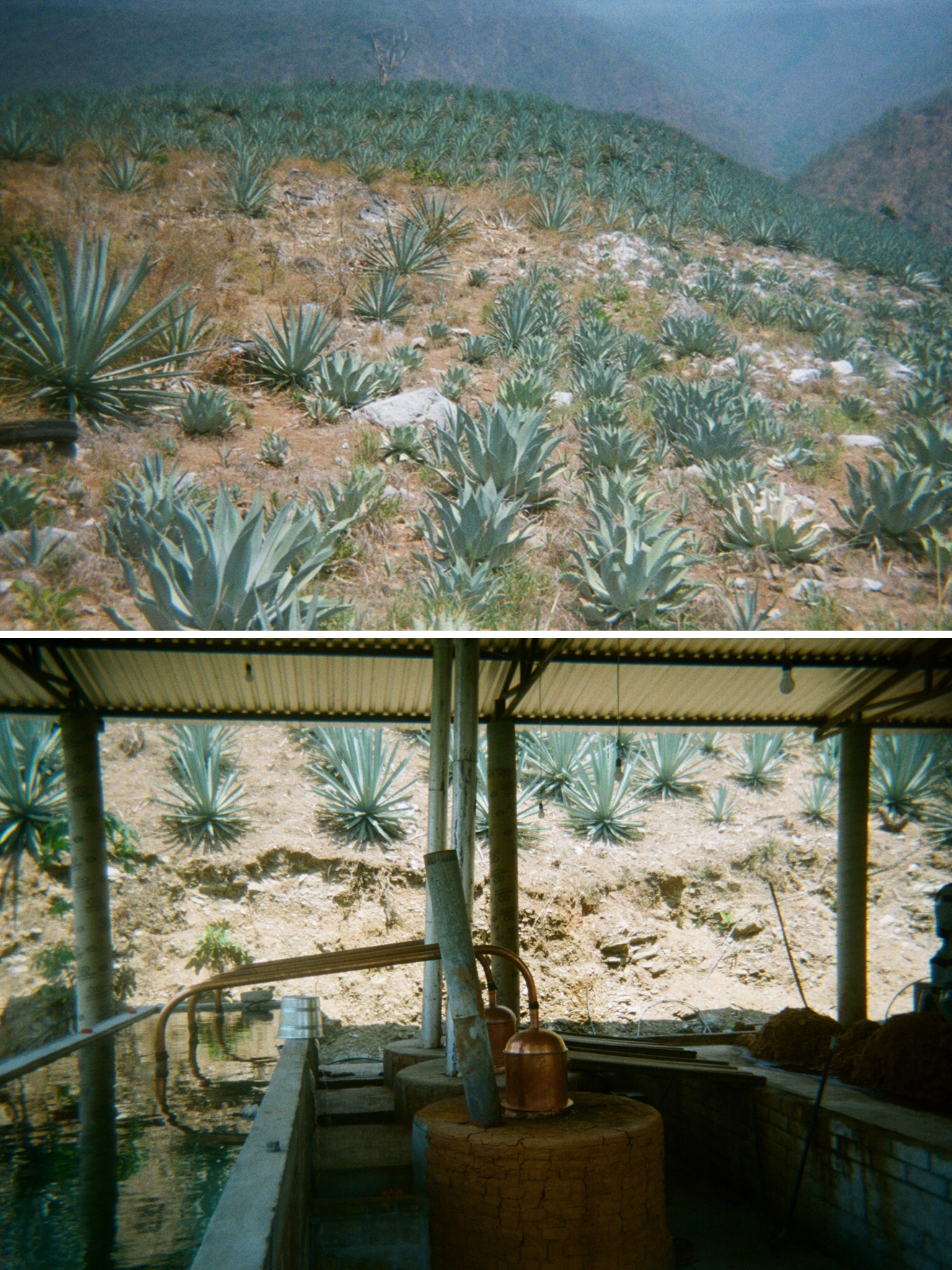 An agave field (top); a copper still (bottom)