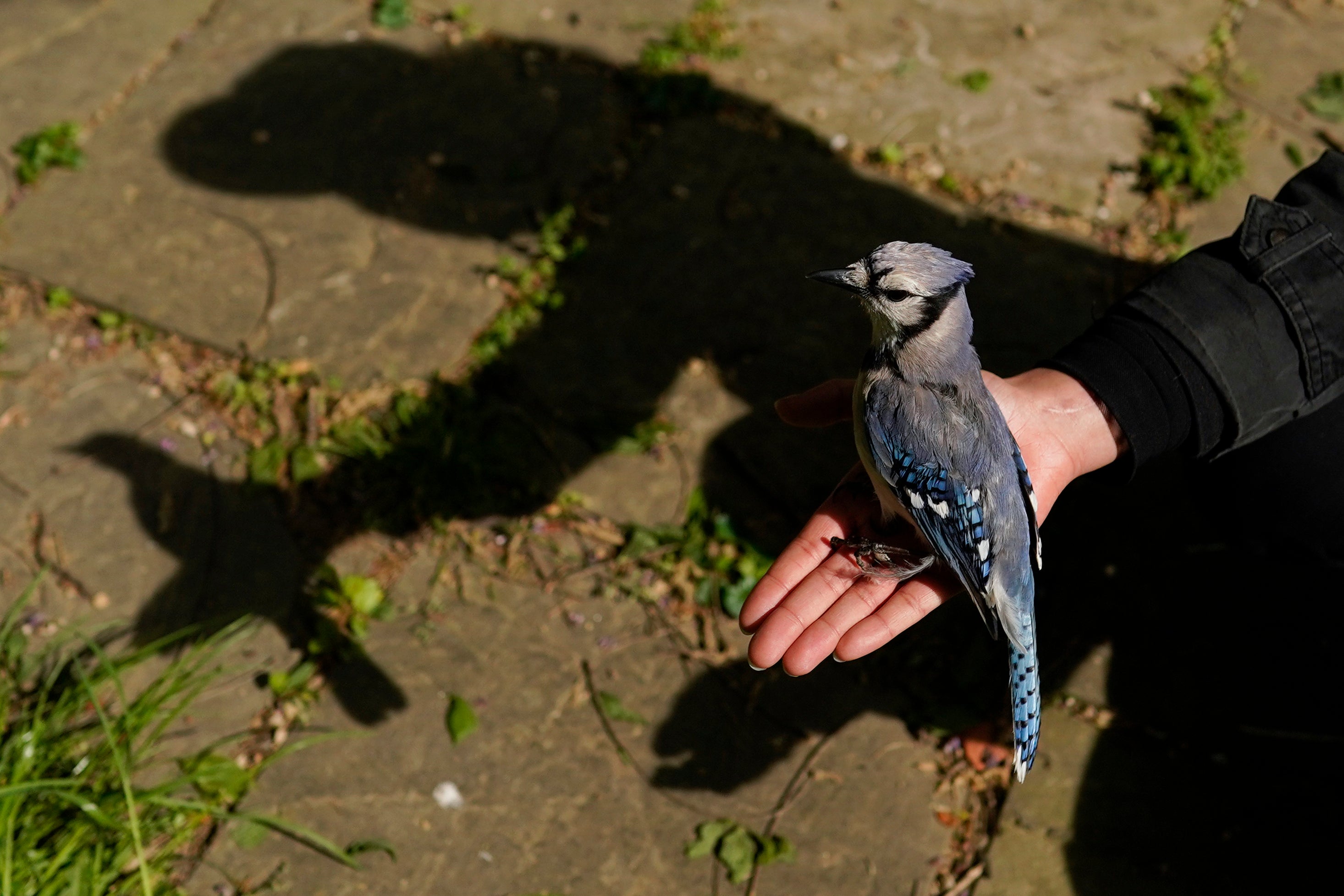 Explainer Songbird Mystery Illness