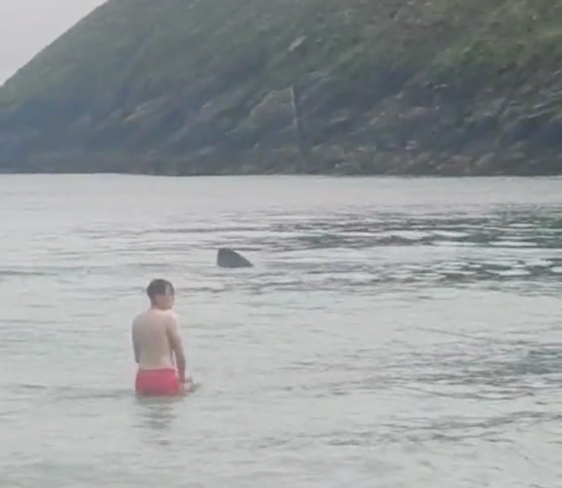 A boy looks on calmly while the shark swims past him