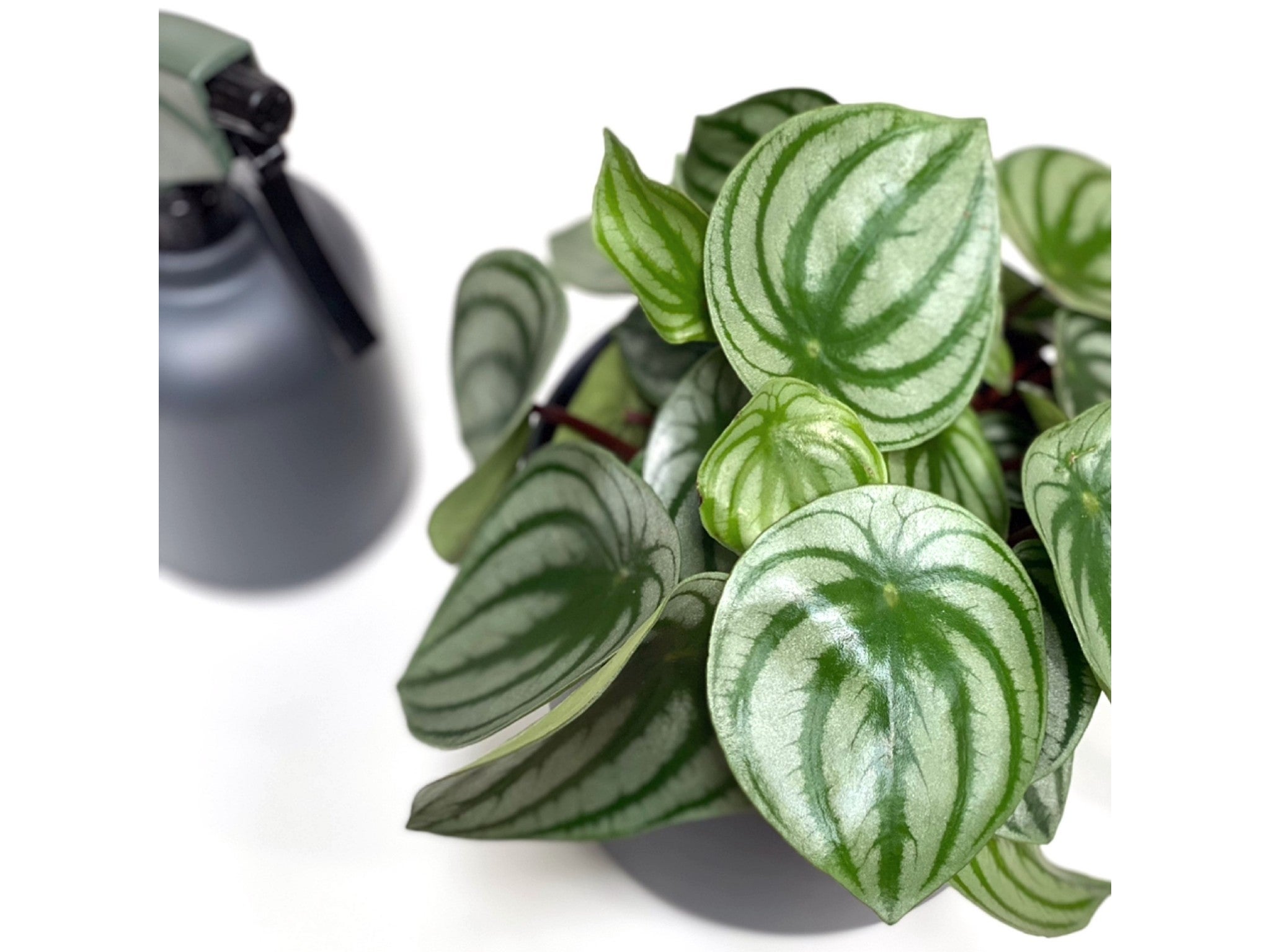 House Of Kojo peperomia argyreia watermelon  indybest